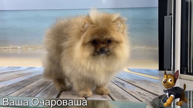 От Ладушки