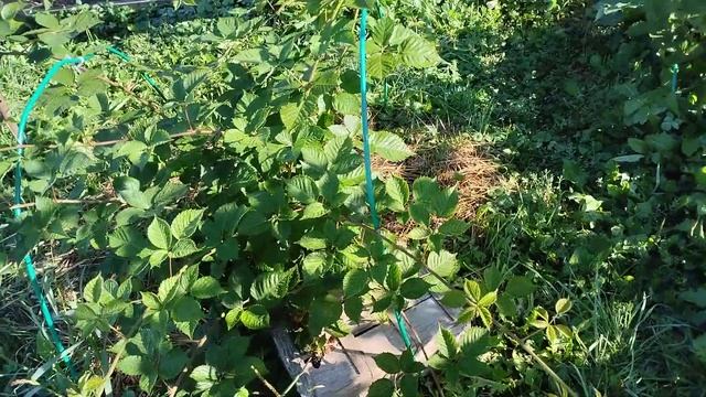 ежевика Глория,первый год,29.08.2023,мои впечатления о сорте