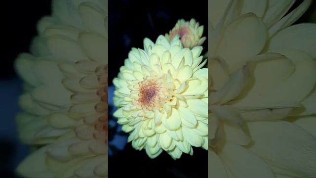 Yellow Chrysanthemum