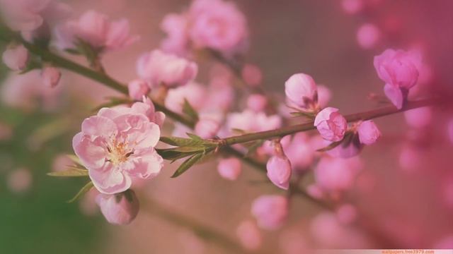 ♥ Ƹ̵̡Ӝ̵̨̄Ʒ ♥ Dawn of Spring // E. DOGA -Sonnet ♥ Ƹ̵̡Ӝ̵̨̄Ʒ ♥ смотреть онлайн