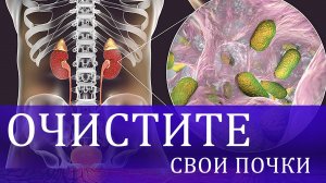 Детоксикация почек: необычный способ.