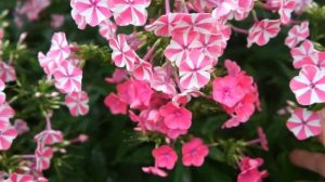 Переопыляются ли флоксы? Реверс растений