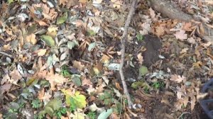 Коп в Донбассе! Ранние советы имперские монеты найден клад серуна