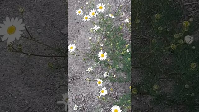 Ромашка полевая зацвела / Chamomile field bloomed