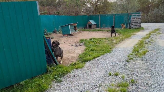 Тишина в приюте, навес и гости смотреть онлайн