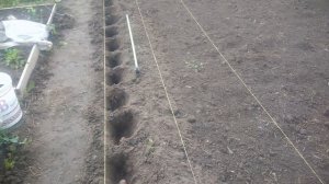 Лучший и проверенный временем метод посадки картофеля для получения хорошего урожая