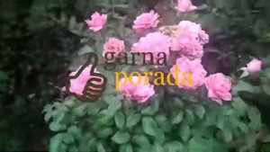 мои отзывы о розе berleburg castle rose