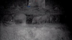 Pulsar Digisight Ultra N355