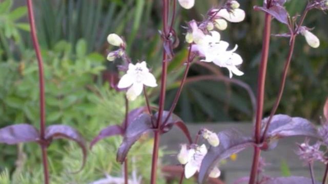 BWV 136 Erforsche mich, Gott, und erfahre mein Herz pt 2 смотреть онлайн