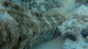 Голотурия кушает. Synapta maculata eats.