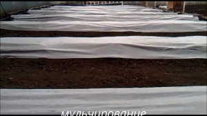 ПОДГОТОВКА ТЁПЛЫХ ГРЯДОК ДЛЯ ВЫСАДКИ ОГУРЦА  В ТЕПЛИЦУ!