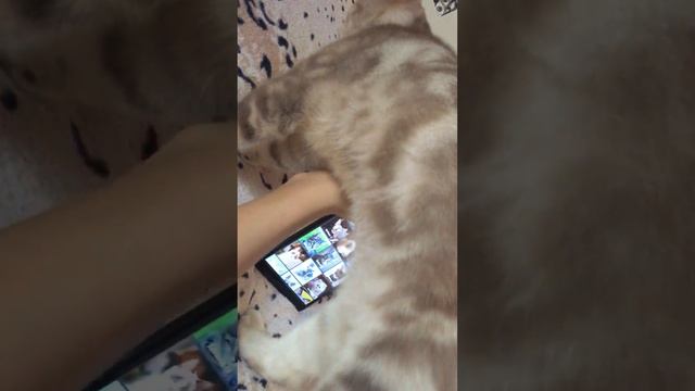 Как призвать, любого кота-кошку. Волшебное приложение смотреть онлайн