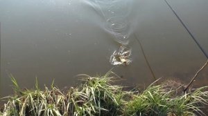 ЛОВЛЯ КАРАСЯ НА ПОПЛАВОК И КОРМАКИ. ПРОСТАЯ РЫБАЛКА НА НАРОДНУЮ СНАСТЬ