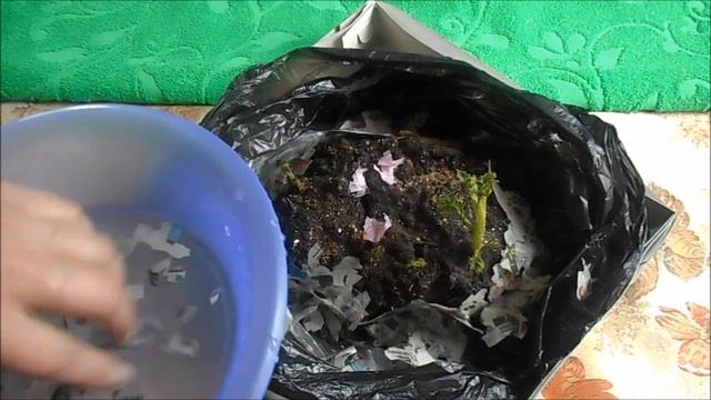 КАРТОШКА продолжает расти дома в пакете... эксперимент продолжается!