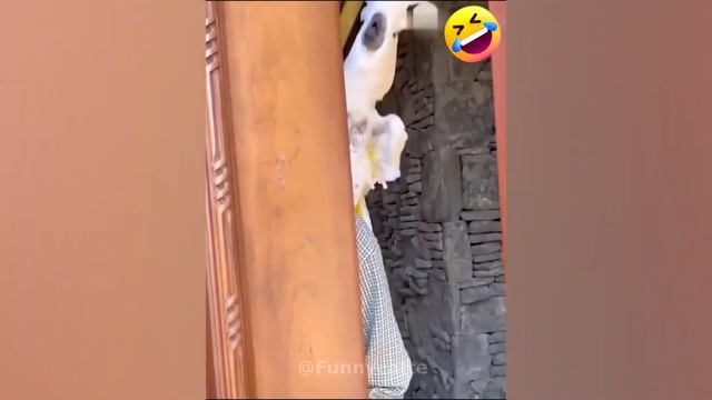 Best funny animal video  Смішні коти   Кумедні тварини  Смішні відео з тваринами 56