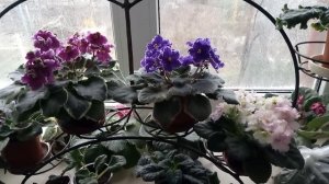 ПЫШНО ЦВЕТУЩИЕ ФИАЛКИ В ДОМАШНИХ УСЛОВИЯХ! ФИАЛКА НА ПОДОКОННИКЕ!