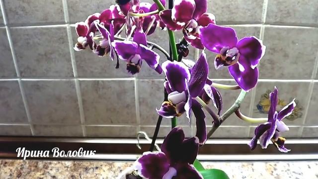 Янтарная кислота для орхидеи. Как применять. смотреть онлайн