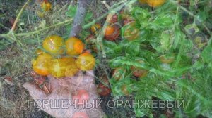 Томаты на подоконнике / Все секреты выращивания!