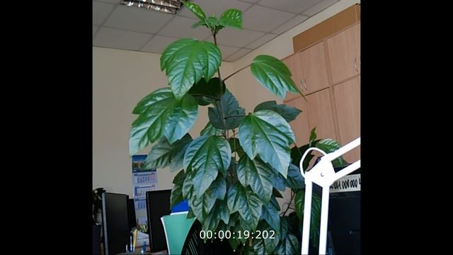 Пробуждение цветка (гибискус) смотреть онлайн