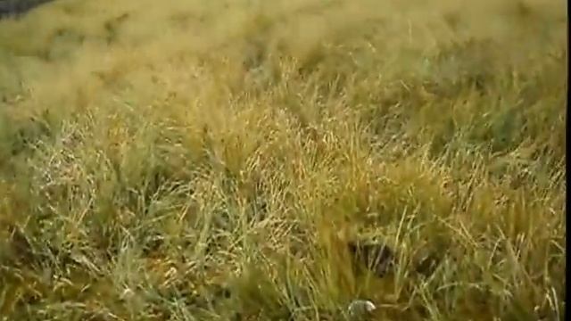 клюква брусника на Лесных озерах .болотах смотреть онлайн