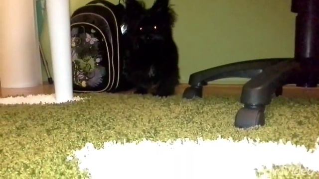 Мой йоркширский терьер Леша! 😁😁😁 смотреть онлайн