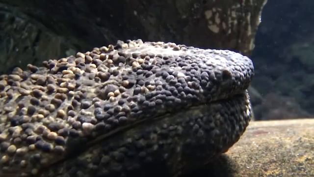 Giant Salamander in Kabuki Theater смотреть онлайн