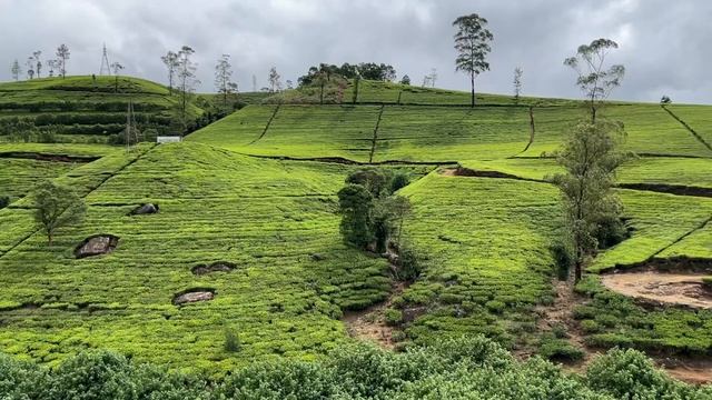 Чайные плантации острова Цейлон смотреть онлайн