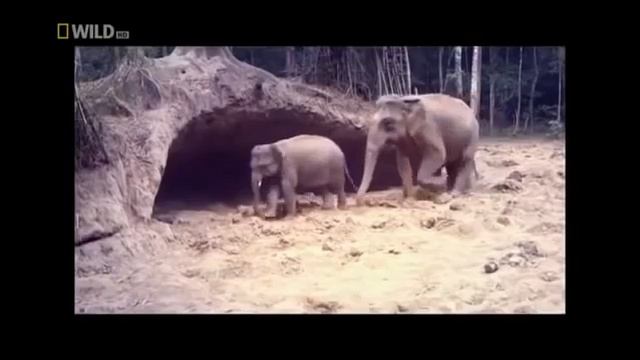 ЭКЗОТИКА ЖИВОТНЫЕ МИРА СКРЫТАЯ ОТ ГЛАЗА ПРИРОДА ТАИЛАНД СТРАНА КОНТРАСТОВ САМАЯ ТЕПЛАЯ НОЧНАЯ ЖИЗНЬ смотреть онлайн