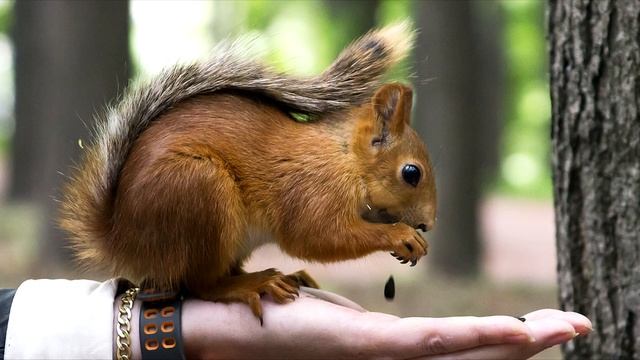 Домашняя белка - уход | Белка в домашних условиях