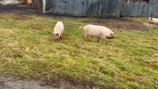 ? 5 веселых поросят ? утренняя деревенская зарисовка для хорошего настроения ? смотреть онлайн