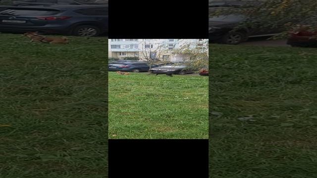 Басенджи Мартин 11 месяцев играется с девочкой Доберманом 1 год 2 месяца. смотреть онлайн