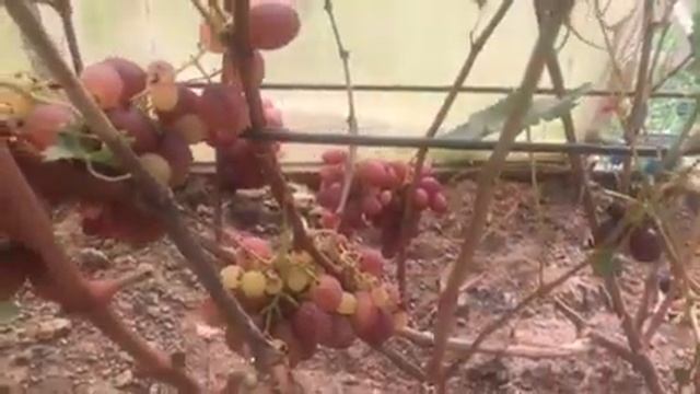 Виноград Джони- особенности выращивания в 2020г. смотреть онлайн