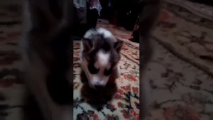 А сечку жрите мусора сами!