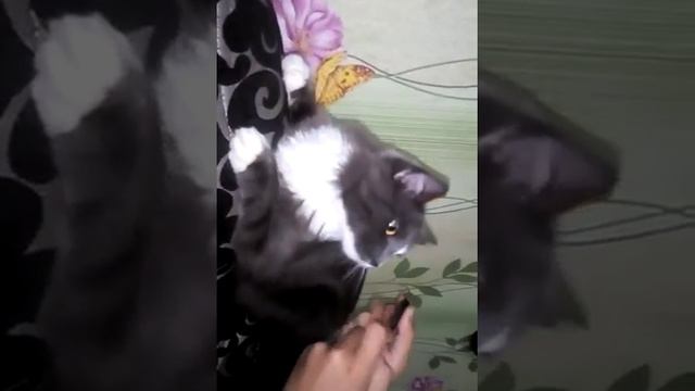 Реакция котов странная на расчёску смотреть онлайн