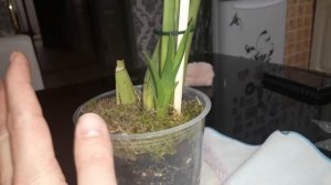 Орхидеи?Как нарастить новые росты))Реанимация онцидиума.