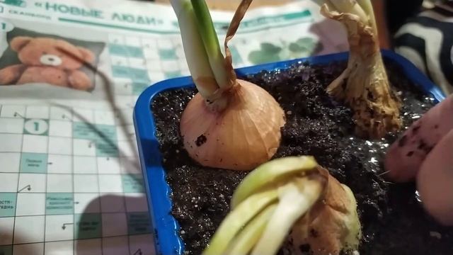 Как получить зелень с проросшего лука из супермаркета. смотреть онлайн