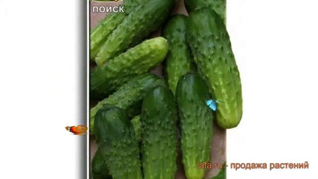 Огурец обыкновенный Любимчик (lyubimchik) ? огурец Любимчик обзор: как сажать семена огурца Любимчи смотреть онлайн
