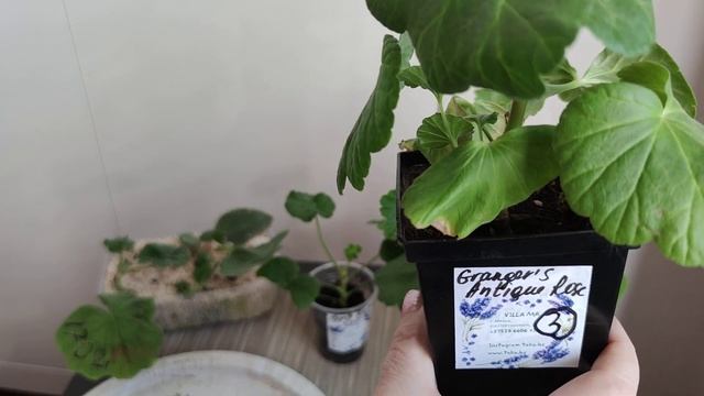 Пополняю коллекцию розебудных пеларгоний смотреть онлайн