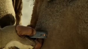 Пацаки и чатлане, как определить