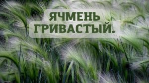 ЯЧМЕНЬ ГРИВАСТЫЙ ОБЗОР.?(Hordeum jubatum)