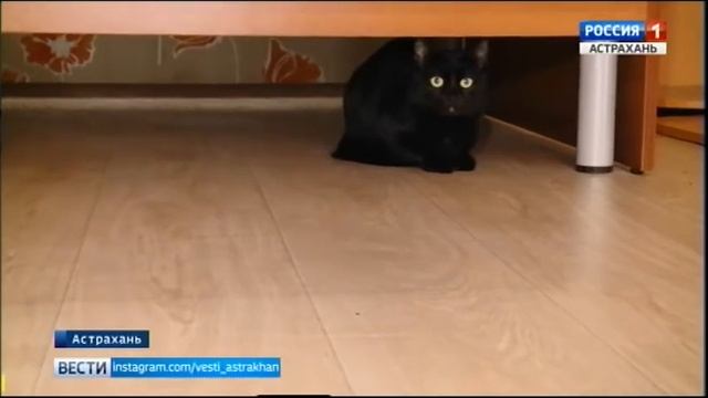 В Астрахани "меню" социальных услуг пополнила бесплатная доставка продуктов на дом смотреть онлайн