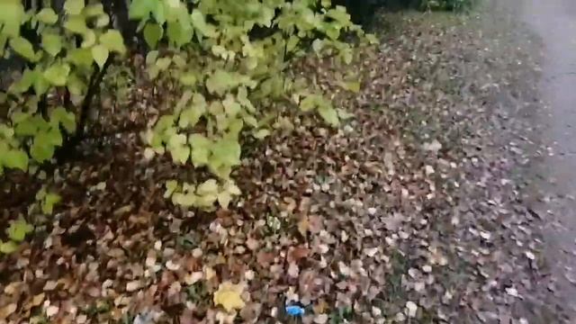 №41 Неделя пролетела быстро . Короткое видео.