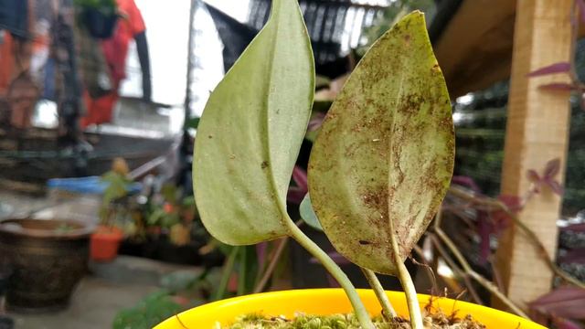 Scindapsus Treubii Yellow Variegated смотреть онлайн