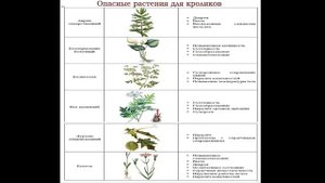 какую траву НЕЛЬЗЯ кроликам