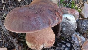 Грибы 🍄 Наконец-то 🍄 Вынесла из ЛЕСА все на что сил хватило