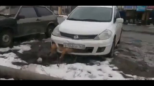 В Таганроге водитель несколько дней ездил с трупом собаки смотреть онлайн