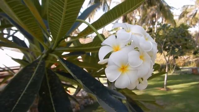 Aroma Beach Resort & Spa - Mui Ne смотреть онлайн