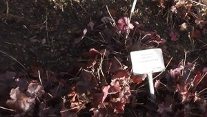 Heuchera Obsidian - Purpurglöckchen