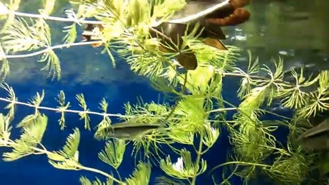 Аквариум 300 литров Биотоп! смотреть онлайн