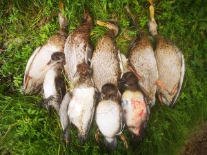 Открытие охоты 2023